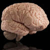 详细的人脑三维图谱