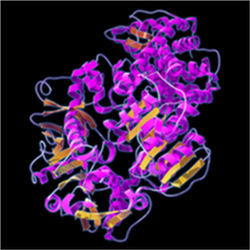 蛋白质模型
