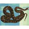 蟒蛇如何再生它们的器官和蛇基因组的其他秘密