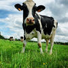 图像分析和人工智能将改变奶牛养殖