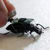 背着电脑背包的甲虫是世界上最小的生化昆虫