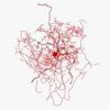 来认识一下玫瑰臀细胞，一种新的神经元