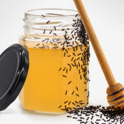 蚂蚁和蜂蜜罐