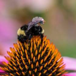 蜜蜂可以飞行数小时，还能感知电子物体无法感知的东西。
