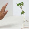 植物是世界上最古老的传感器。它们会是计算机的未来吗?