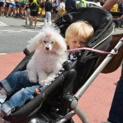 孩子和狗在婴儿车