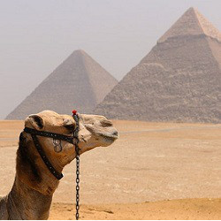 吉萨两座金字塔前的骆驼