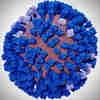研究人员用病毒模拟解决流感