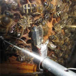 机器人蜂(中间)和许多其他蜜蜂在一起。