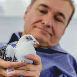 一个研究人员和一只鸽子。