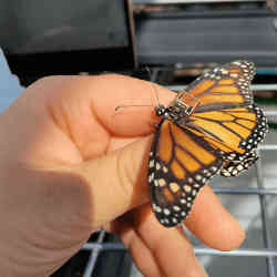 一只装有追踪芯片的帝王蝶。