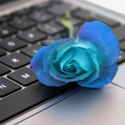 键盘上的蓝色玫瑰
